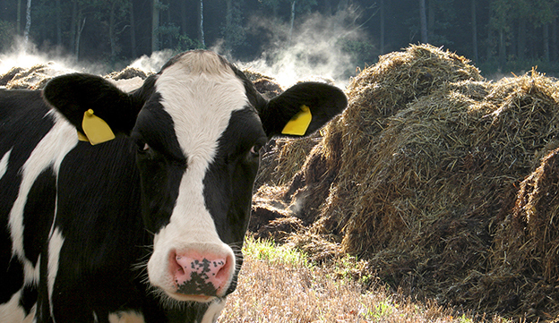 Rind-Mist.jpg