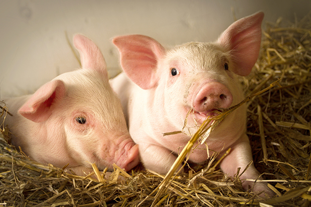 AdobeStock_Schweinchen.jpg