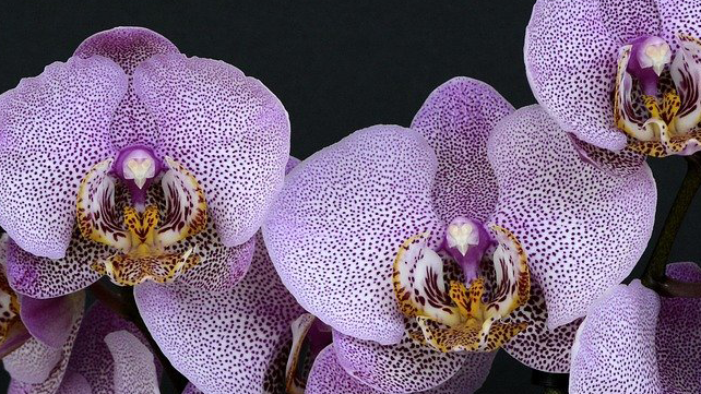 Biosa-orchideen.png