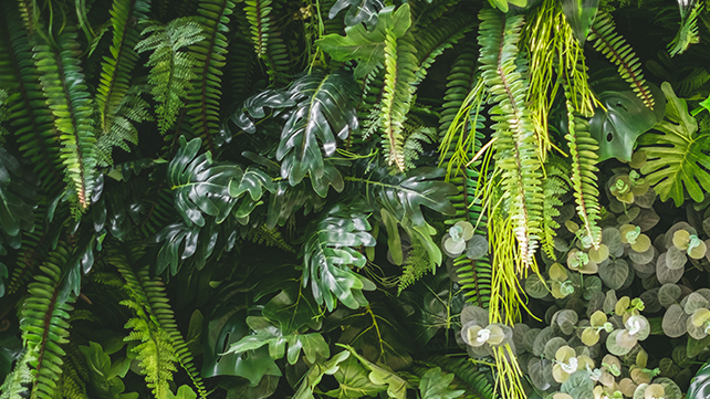 Biosa-jungle.png