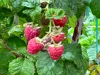 Beeren
